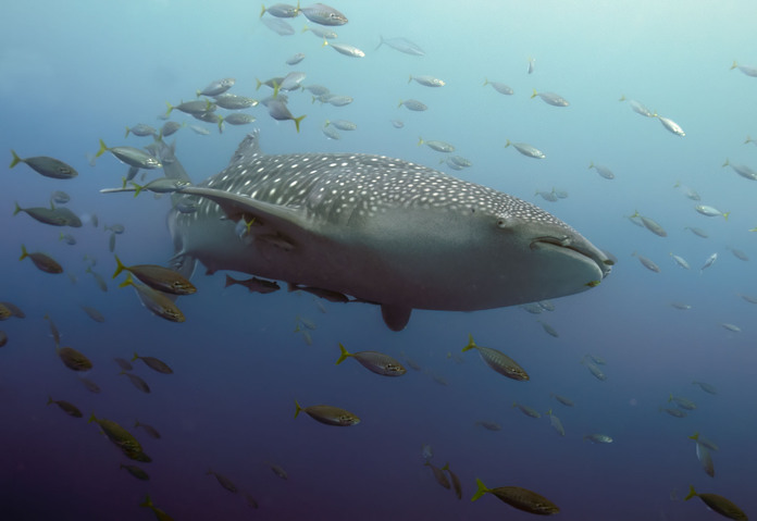 May 19 2025 Int Adv Salon Web 01